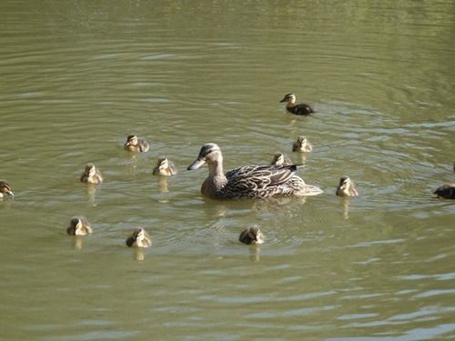 Spindlewood Country Holiday Park - Caravan Park Hastings Ngoại thất bức ảnh